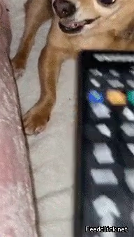 다 물고 보는 치와와