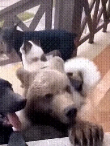 댕댕이가 데려온 새로 사귄 친구