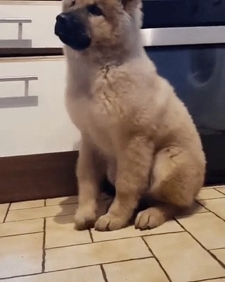 기다려 배운지 얼마안된 강아지.gif