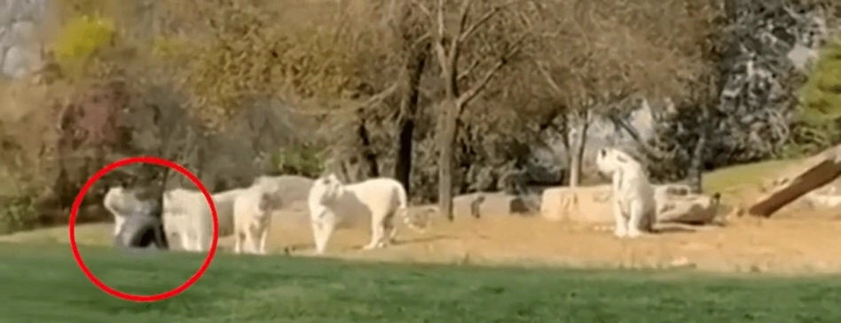 호랑이 우리로 뛰어든 관광객
