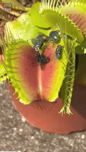 파리 잡는 식물 파리지옥