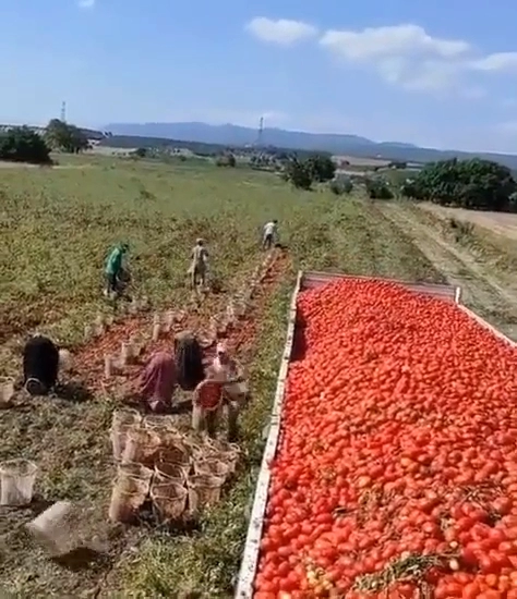 찐 생활의 달인