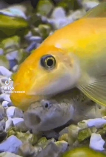 물고기를 빨아먹는 물고기