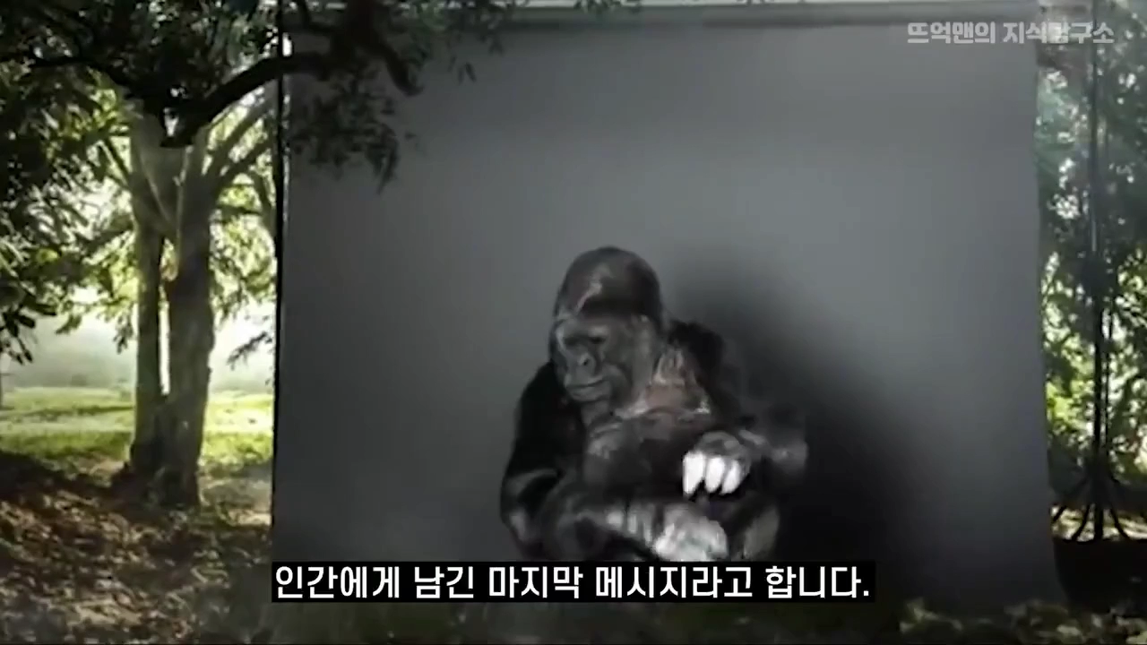 인간 수화를 배운 고릴라의 마지막 유언