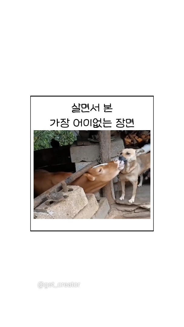 살다살다 소랑 개가 딥키스하는걸 보네