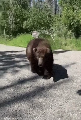 뭐? 등산로에 곰이 나온다고???