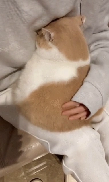 서러워서 집사 품에 안긴 고양이