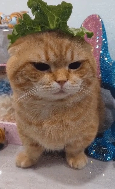 햄버거 시키신분