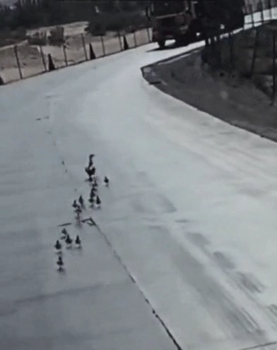 애기들과 트럭을 마주한 어미새 반응