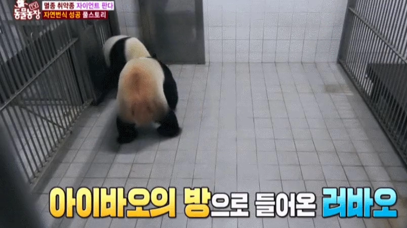 애버랜드 판다 짝짓기 순간