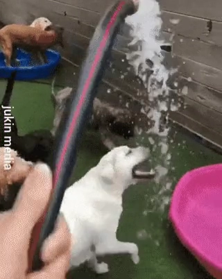 물을 좋아하는 멍뭉이들과 싫어하는 멍뭉이들 ㅎ