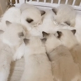 고양이가 나비라 불리는 이유