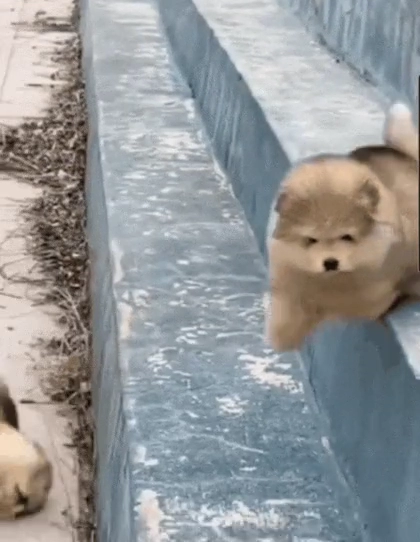 털뭉치 추락사고 ㄷㄷㄷㄷ