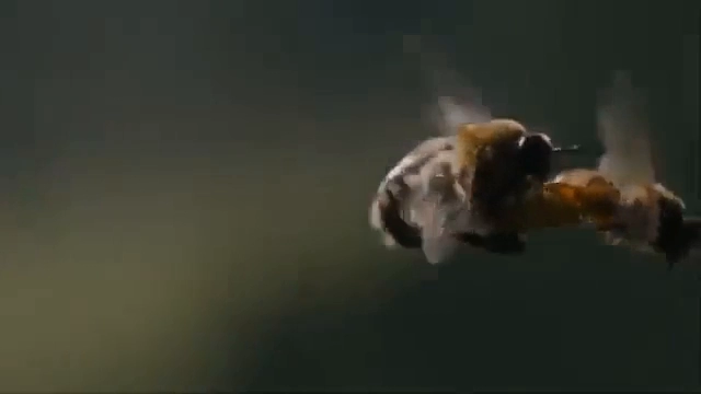 플라잉 ㅅㅅ영상