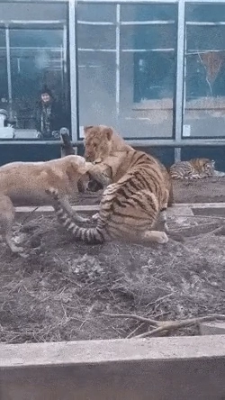 리트리버에게 혼나는 호랑이