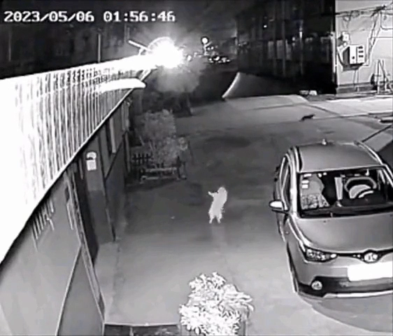 당신이 모르는 사이 고양이가 하는짓 ㅎㅎ