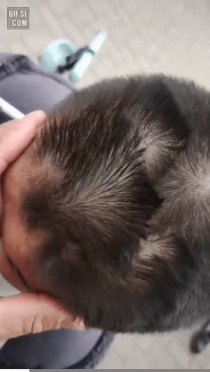 가마 갯수로 기네스북에 등재