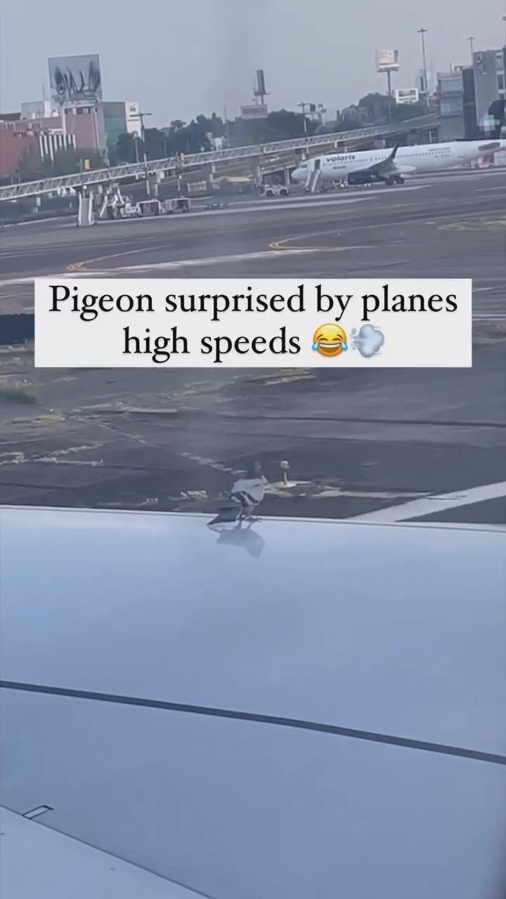 뱅기날개에 올라탄 피죤