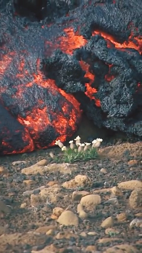 작은 들꽃이 용암에 휩쓸리는 영상
