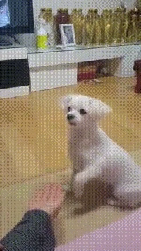 댕댕이 빡치게 하기