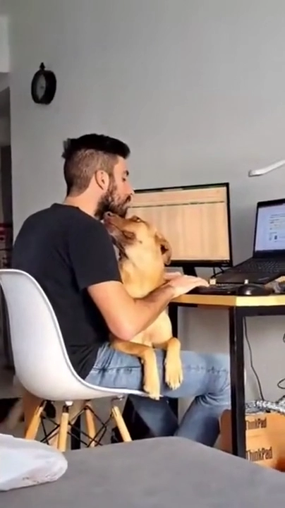 재택근무 방해하는 댕댕이