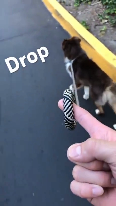 산책 중 댕댕이 목줄을 놓치면 반응...