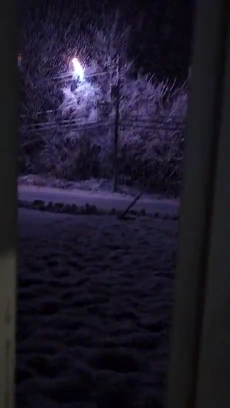 눈내리는날 자연이 만들어준 크리스마스 트리