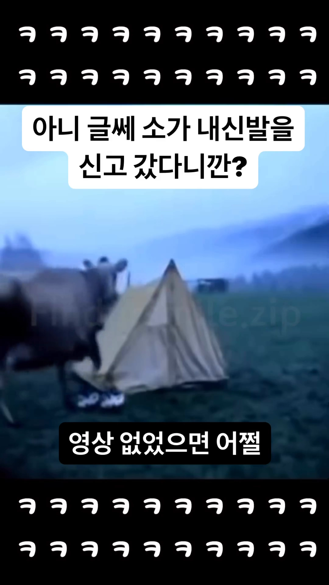 소가 제 신발을 신고갔다니깐요!!