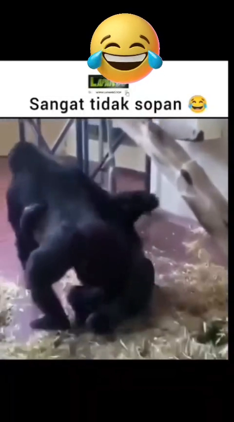 바로 자세 잡는 고릴라들