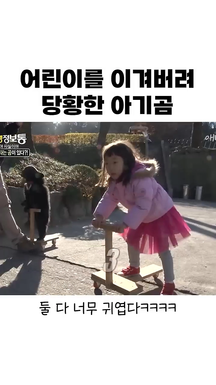 인간아기랑 킥보드 타기 시합해서 이겨버린 아기곰
