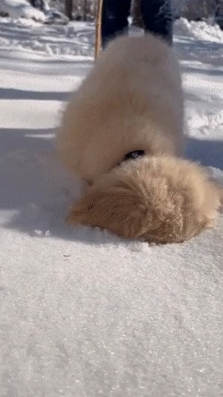 눈 처음 본 아기리트리버