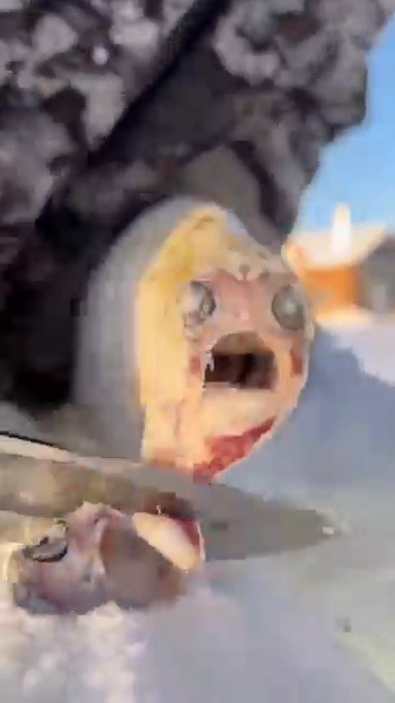 북극 꽁꽁언 생선 먹방