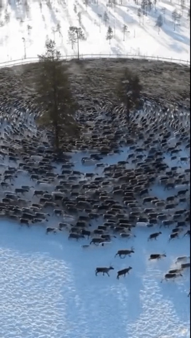 계속 빙빙도는 행동을 하는 순록떼