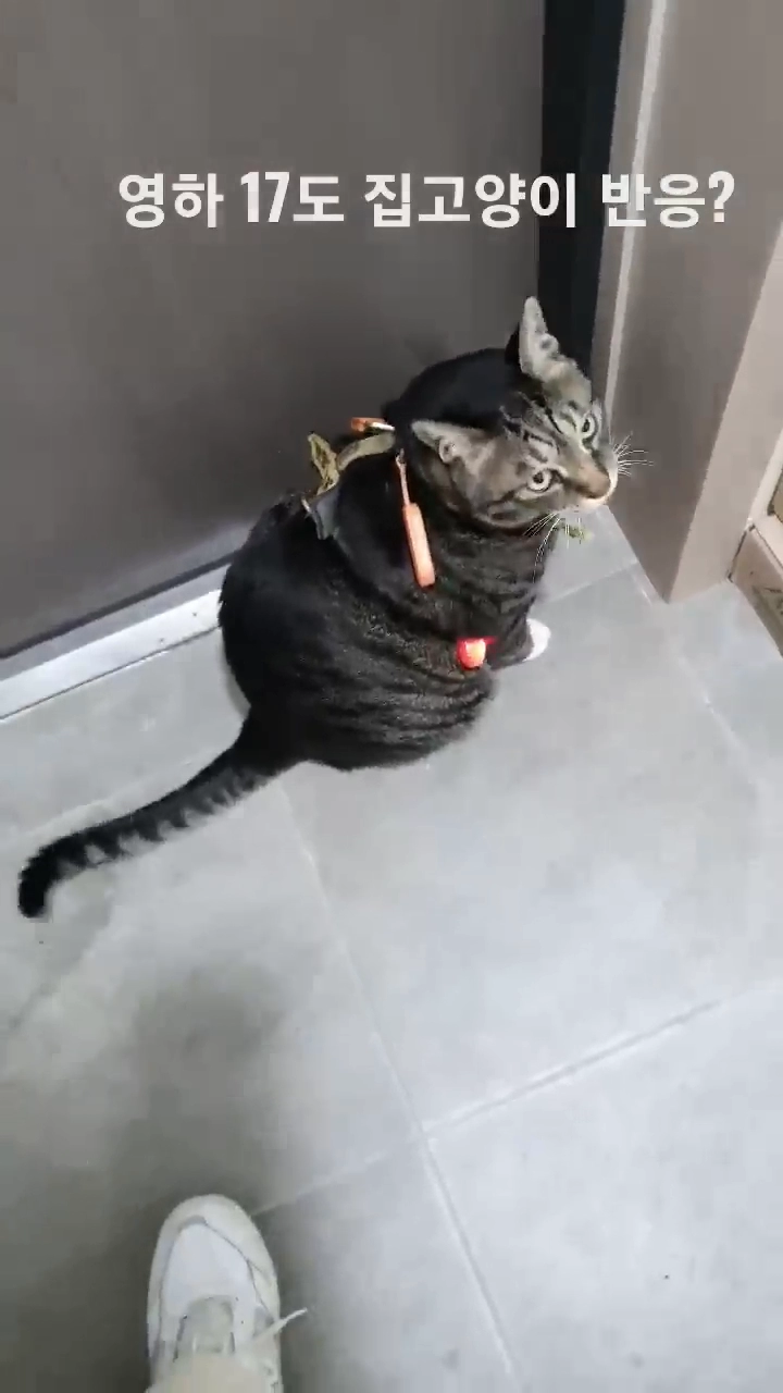 영하 17도 집고양이 반응?