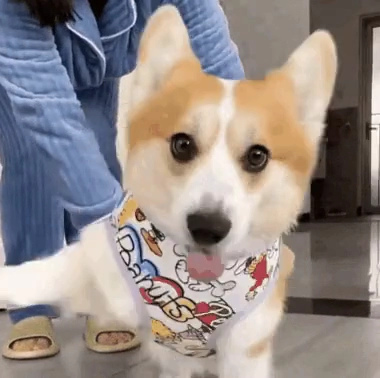 똑똑한 웰시코기