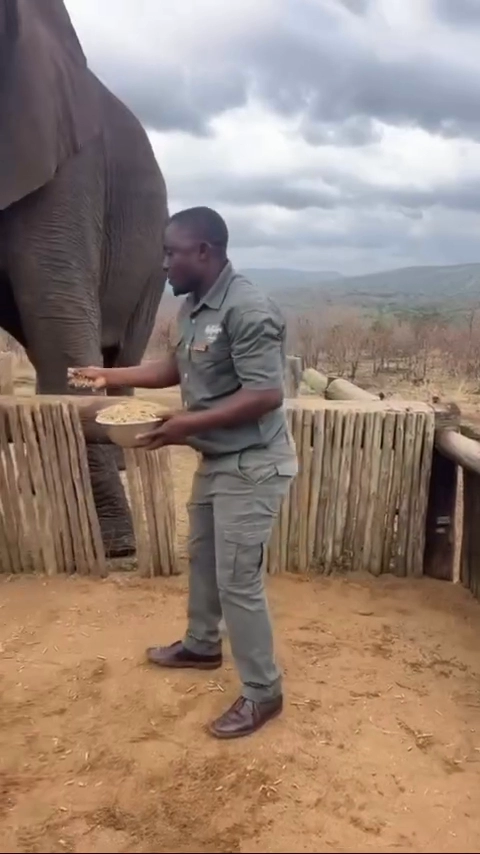 코끼리가 물마시는 속도 ㅎㄷㄷ