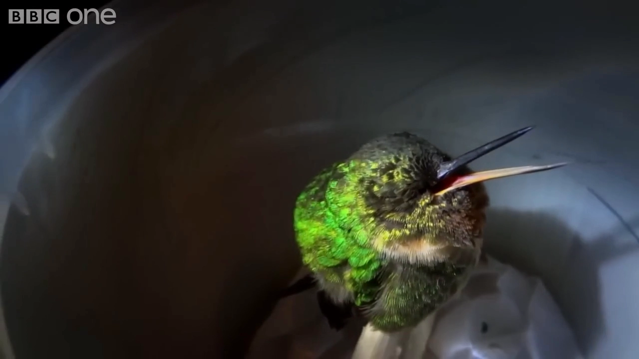 코 골면서 자는 벌새