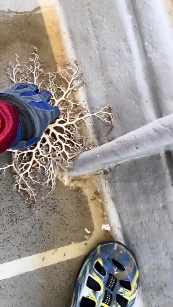 낚시하다 건진 괴생명체