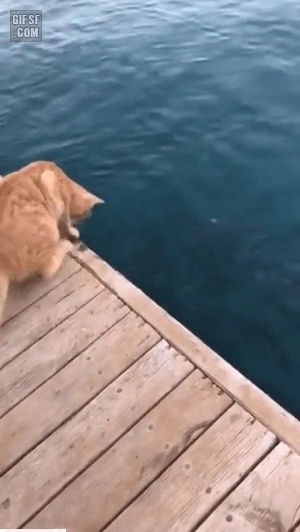 야옹이 바다 낚시