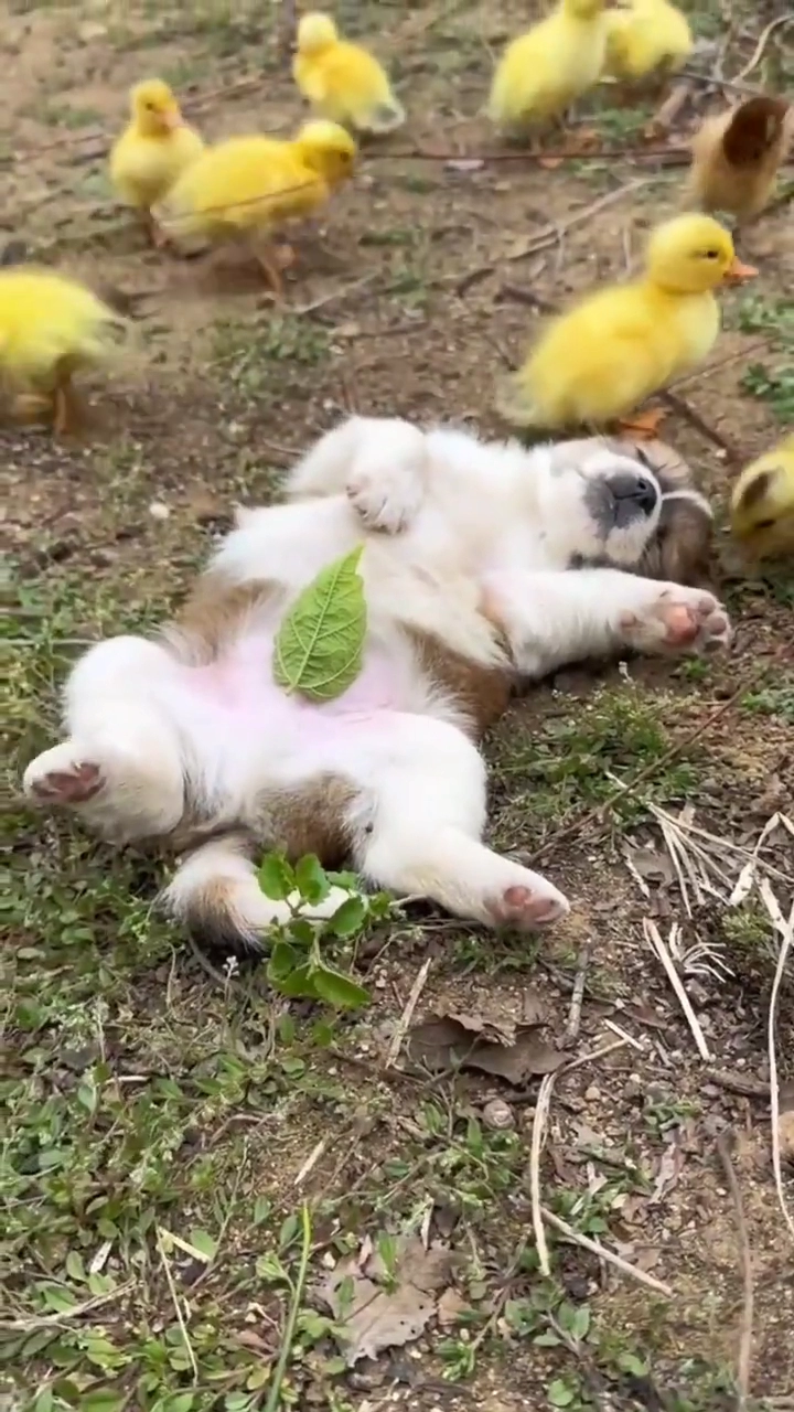 병아리 한테 져버린 강아지