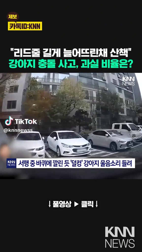 강아지충돌사고