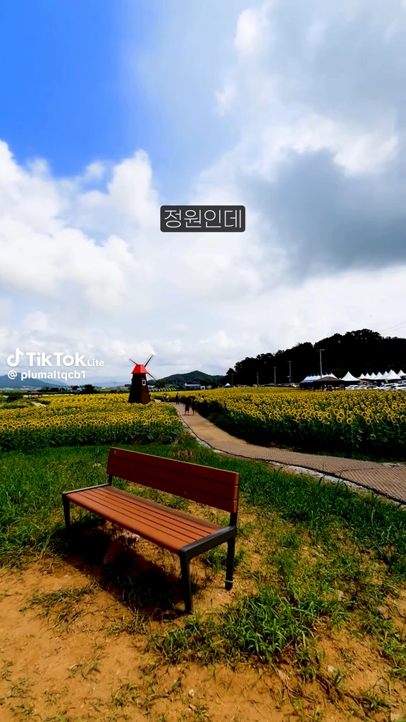 강화도 해바라기정원