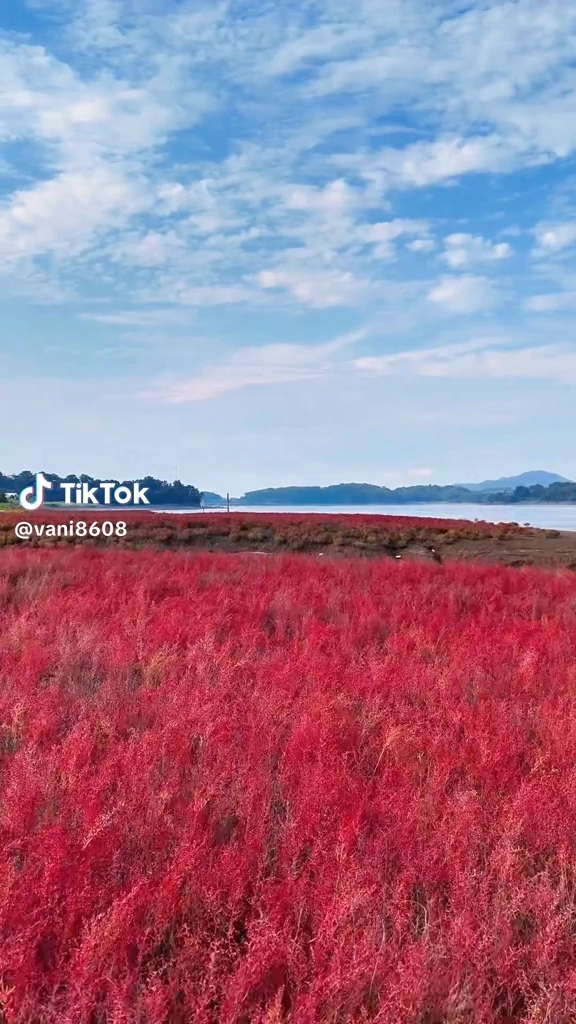 칠면초를 볼수있는 카페