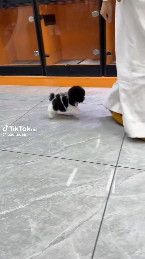 너무 귀여운 깡충이