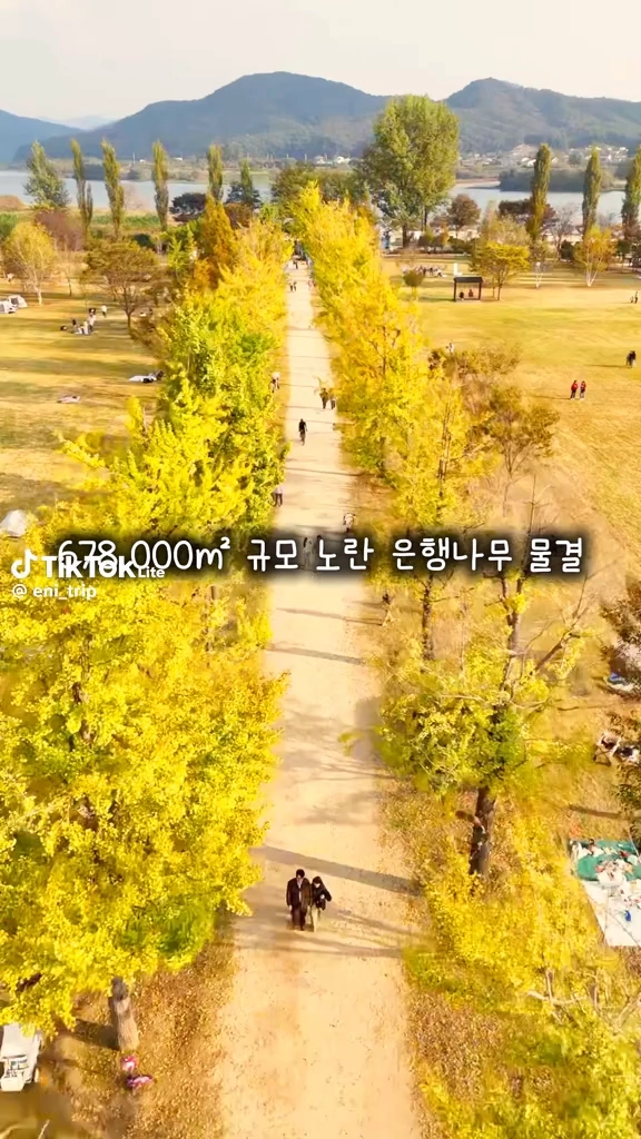 강천섬 은행나무길