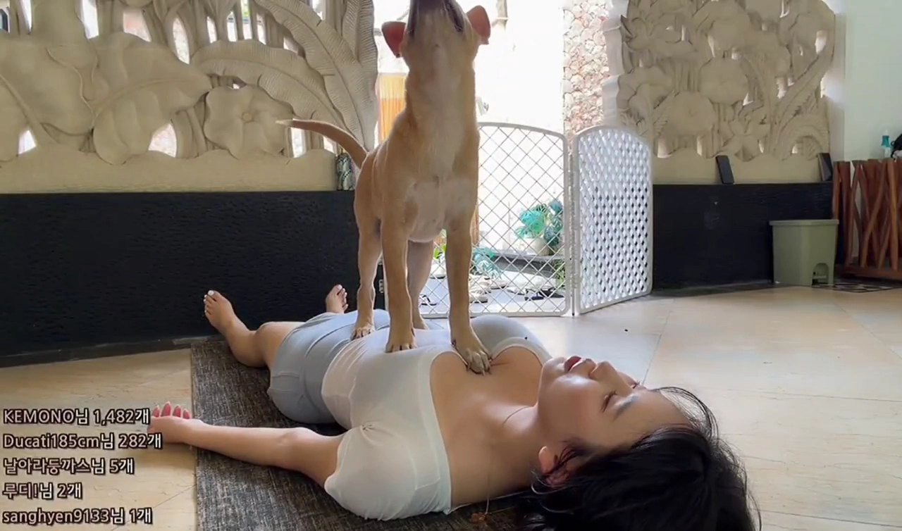 하리미 가슴 요가 중 올라탄 강아지 꾹꾹이 시전