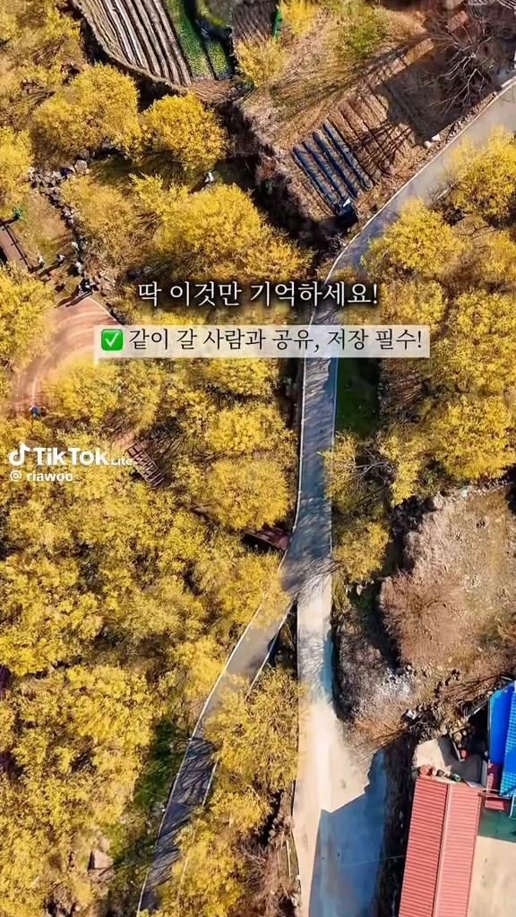 구례산수유꽃축제