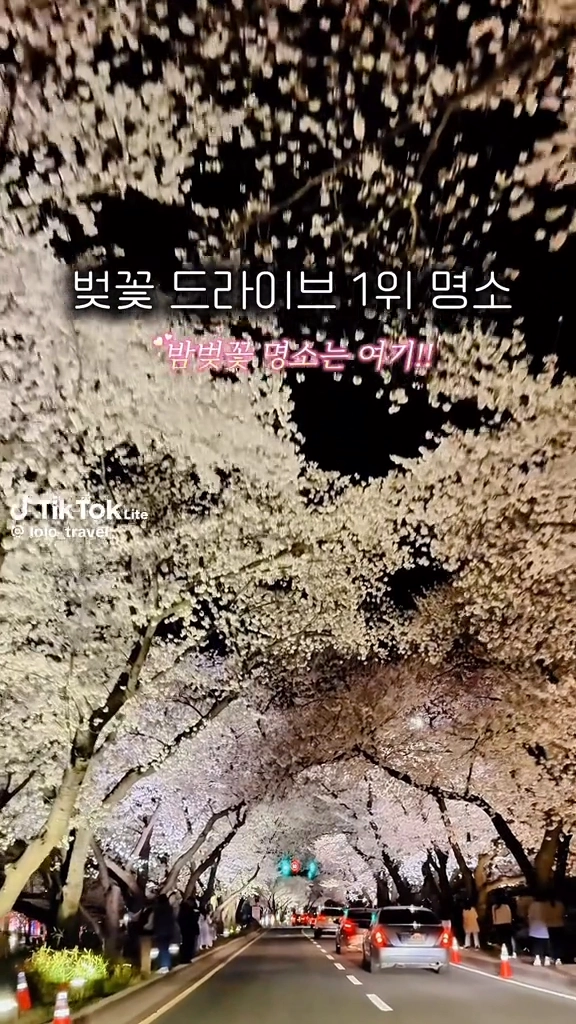 벚꽃드라이브명소